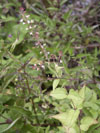 arovnk prostedn - Circaea x intermedia