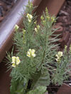 lnice kvtel - Linaria vulgaris
