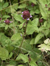 černohlávek obecný - Prunella vulgaris