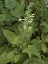 šalvěj lepkavá - Salvia glutinosa