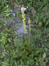 divizna ern - Verbascum nigrum