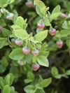 brusnice borůvka - Vaccinium myrtillus
