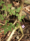 kakost smrdut - Geranium robertianum