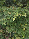 chmel otiv - Humulus lupulus
