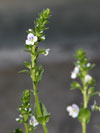 rozrazil doukolist - Veronica serpyllifolia