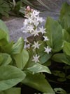 vachta trojlist - Menyanthes trifoliata
