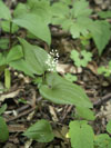 pstroek dvoulist - Maianthemum bifolium