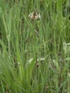 jitrocel kopinat - Plantago lanceolata