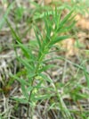 kokok peslenat - Polygonatum verticillatum