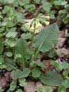 prvosenka vy - Primula elatior