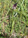 vstava osmahl - Orchis ustulata
