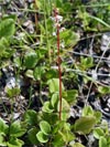 hrutika okrouhlolist - Pyrola rotundifolia