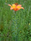 lilie cibulkonosn - Lilium bulbiferum