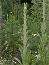 divizna malokvt - Verbascum thapsus