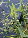 patka stelolist - Sagittaria sagittifolia