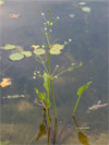 abnk jitrocelov - Alisma plantago-aquatica