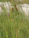 orobinec stinovit - Typha laxmannii