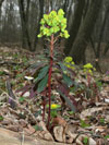 pryec mandloovit - Euphorbia amygdaloides