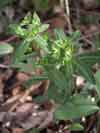 pryec sladk - Euphorbia dulcis