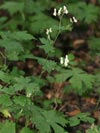 omj vl (omj vl mor) - Aconitum vulparia