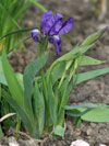kosatec bezlist - Iris aphylla