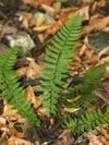 kapradina lalonat - Polystichum aculeatum