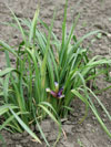 kosatec trvovit - Iris graminea
