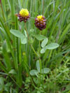 jetel kaštanový - Trifolium spadiceum