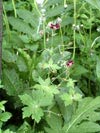 kakost hndoerven - Geranium phaeum