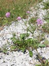 hlav leskl vpnomiln - Scabiosa lucida subsp. calcicola