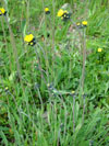 chlupáček květnatý (jestřábník květnatý) - Pilosella floribunda [Hieracium floribundum]