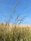 pelynk ladn - Artemisia campestris