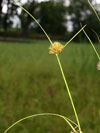 ostice chorovit - Carex bohemica