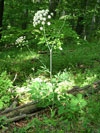 hlad irolist - Laserpitium latifolium