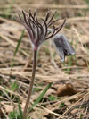koniklec lun esk - Pulsatilla pratensis subsp. bohemica