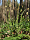 ostice chlupat - Carex pilosa