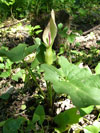 árón plamatý - Arum maculatum