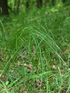 ostice teslicovit - Carex brizoides