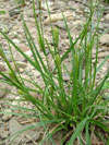 ostice srstnat - Carex hirta