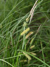 ostice mchkat - Carex vesicaria