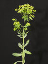 pryec vrbolist - Euphorbia salicifolia