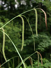 ostice pevisl - Carex pendula