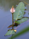 rdesno obojiveln - Persicaria amphibia