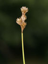 ostice zaje - Carex ovalis