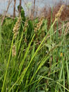 ostice li - Carex vulpina