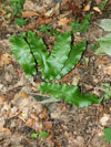 jelen jazyk celolist - Phyllitis scolopendrium