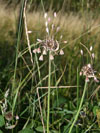 česnek planý - Allium oleraceum