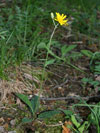jestbnk skvrnit - Hieracium maculatum