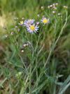 hvězdnice slanistá panonská - Aster tripolium subsp. pannonicus