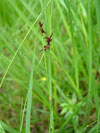 ostice Davallova - Carex davalliana
